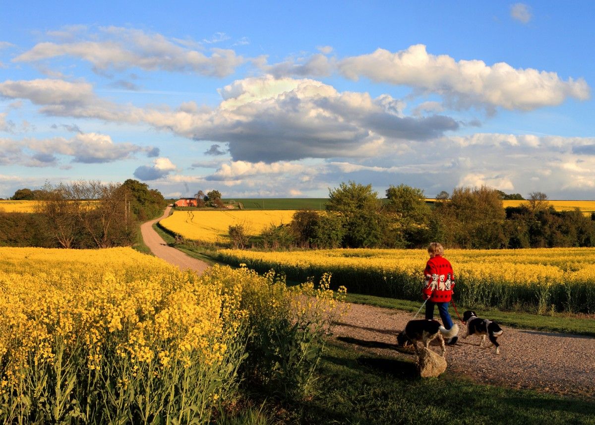 The lanes around Riseley village depicting a person with dogs surrounded by fields of oil seed rape and blue skies and clouds overhead